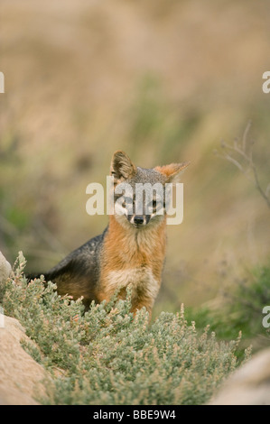 Fox Island (Urocyon littoralis) sauvage, l'île de Santa Cruz, Channel Islands National Park, Californie, en voie de disparition Banque D'Images