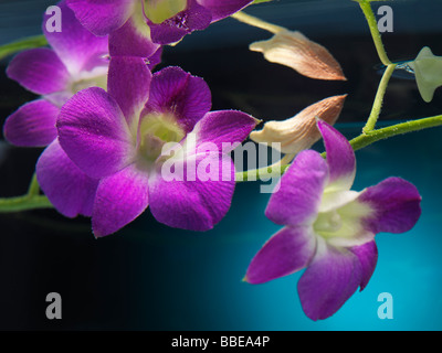 Belles fleurs Phalaenopsis mauve sous l'eau Banque D'Images