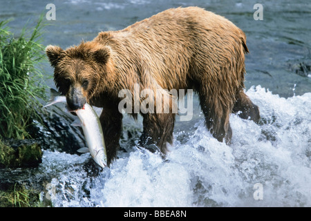 Ours brun (Ursus arctos) avec du saumon à Brooks River, Katmai National Park, Alaska, USA Banque D'Images