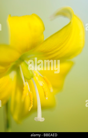 Lily, la truite ou le chien-dent lily (Liliaceae) Erithronium, fleur de l'année 2007 Banque D'Images