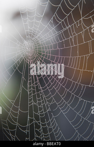Close-up of Spider Web couvert de rosée du matin Banque D'Images