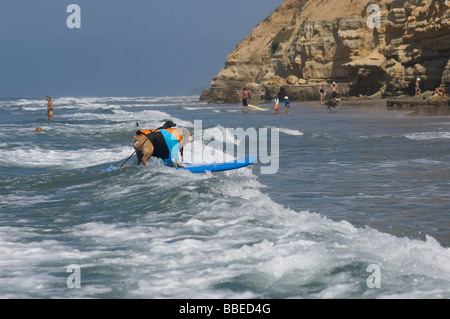 Le surf au chien chien Surf Surf-A-Thon, Del Mar, Californie, USA Banque D'Images