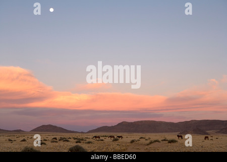 Les chevaux sauvages, Aus, Région Karas, Namibie Banque D'Images