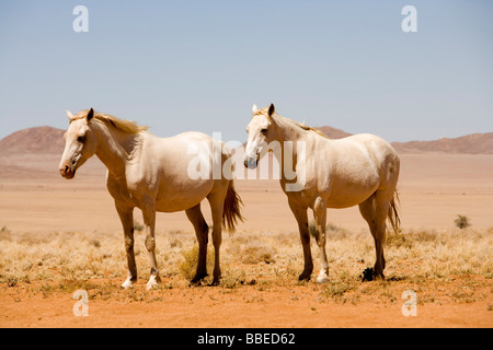 Les chevaux sauvages, Aus, Région Karas, Namibie Banque D'Images