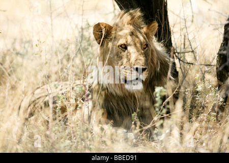 Lion en herbe, Etosha National Park, Namibie, région de Kunene Banque D'Images