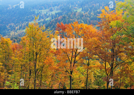 Forêt d'Automne en montagne, Alpes Bernoises, Suisse Banque D'Images