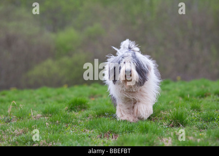 Old English sheepdog sur un champ Banque D'Images