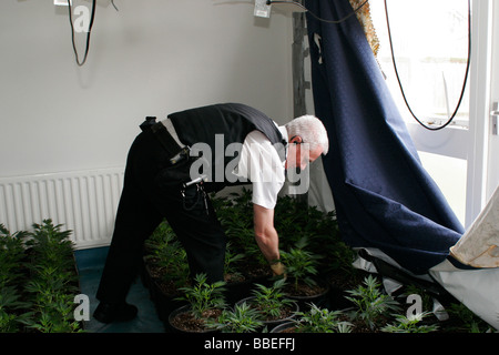 La loi et l'ordre de Raid de la Police de la drogue la marijuana cultivée sous les feux de la chaleur en résidentiel accueil témoignages dans des sacs et tagged par la police Banque D'Images