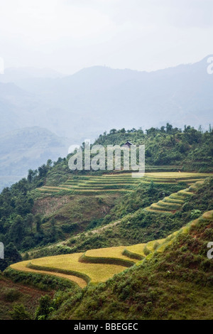 Les Rizières, province de Lao Cai, Vietnam Banque D'Images