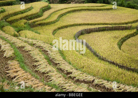 Les champs de riz, Sa Pa, province de Lao Cai, Vietnam Banque D'Images