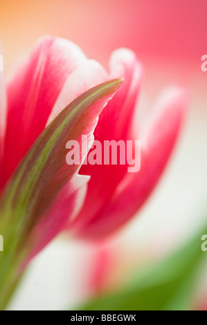 Close-up of Tulip Banque D'Images