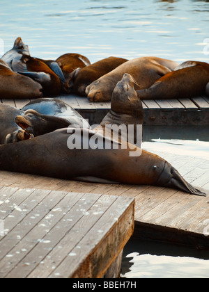 Les Lions de mer sur Dock, San Francicso, California, USA Banque D'Images