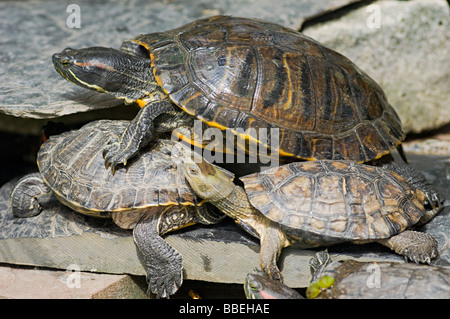 Tortues sur un rocher, Estacion de Atocha, Madrid, Espagne Banque D'Images