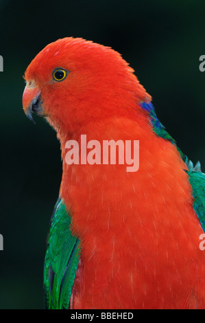 Australian King Parrot, Dandenong Ranges National Park, Victoria, Australie Banque D'Images