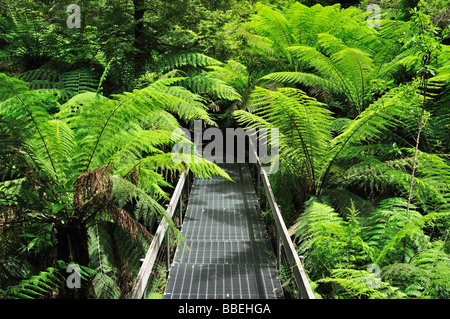 Chemin, Mont Donna Buang, Parc National de Yarra, Victoria, Australie Banque D'Images