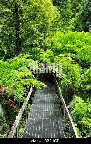 Chemin, Mont Donna Buang, Parc National de Yarra, Victoria, Australie Banque D'Images