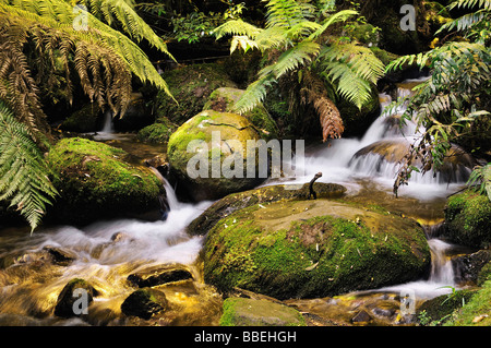 Creek, Mont Donna Buang, Parc National de Yarra, Victoria, Australie Banque D'Images