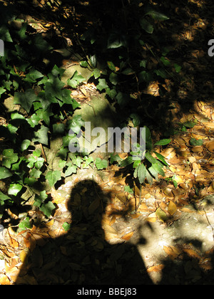 L'ombre de l'homme dans les bois Banque D'Images