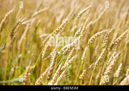 Champ de blé, Burlington, Ontario, Canada Banque D'Images