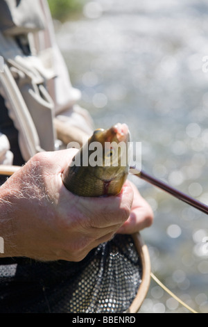 L'omble de fontaine pris la pêche à la mouche sur la rivière Saint Joe, Idaho. Banque D'Images