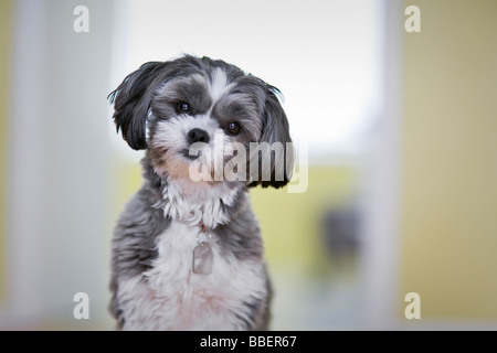 Portrait d'une femelle Shih Tzu chien Maltais Banque D'Images