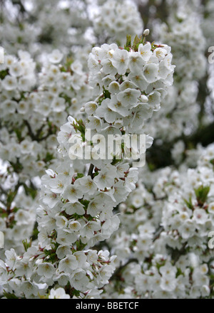 Fuji floraison Cerisier, Prunus 'Umineko', Rosaceae. Une Cerise Fuji cultivar, Prunus incisa x Prunus speciosa. Banque D'Images