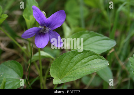 Chien commun-violette Viola riviniana Banque D'Images