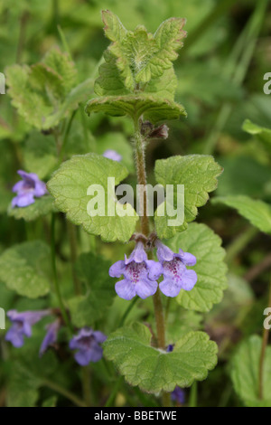 Lierre terrestre Glechoma hederacea Banque D'Images