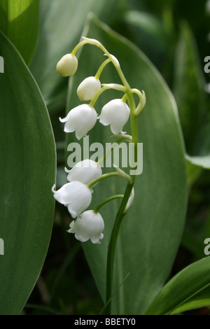 Le muguet Convallaria majalis Banque D'Images