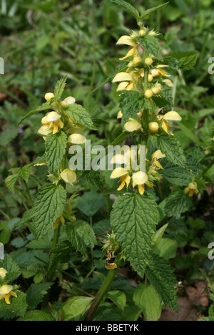 Archange Lamiastrum galeobdolon jaune Banque D'Images