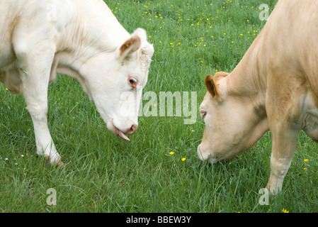 Le pâturage des vaches, close-up Banque D'Images