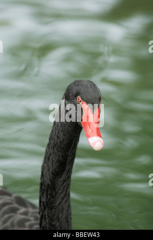 Black Swan en étang, close-up Banque D'Images