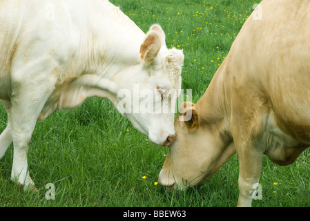 Deux vaches qui paissent dans les pâturages, l'un l'autre nuzzling Banque D'Images