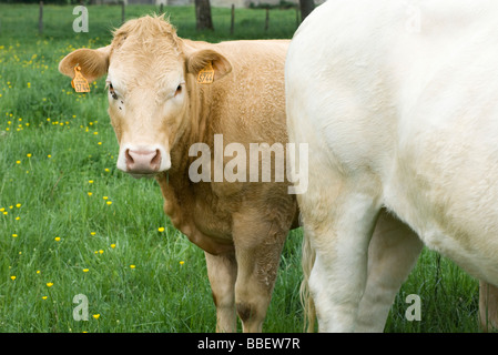 Vache brune dans les pâturages avec vache blanche, looking at camera Banque D'Images