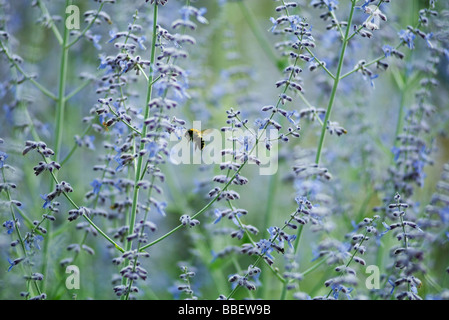 Abeille dans champ de lavande Banque D'Images