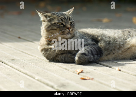 Chat tigré relaxing on deck Banque D'Images