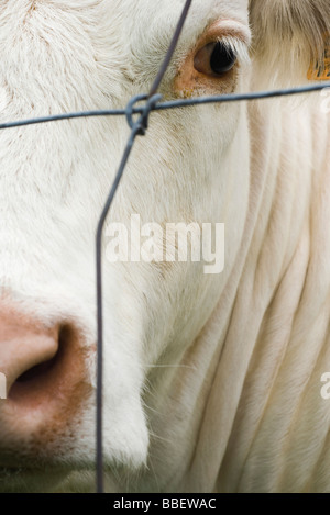 Vache blanche derrière les barbelés, extreme close-up Banque D'Images