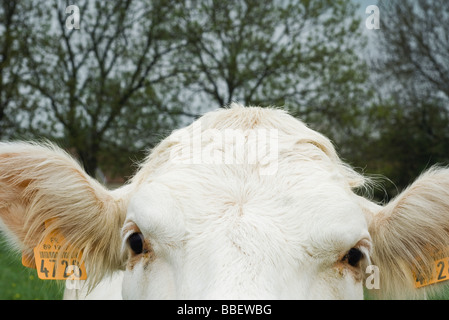 Vache blanche looking at camera, extreme close-up Banque D'Images