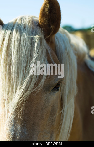 Cheval, extreme close-up Banque D'Images