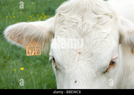 Vache blanche avec tagged ear, extreme close-up Banque D'Images