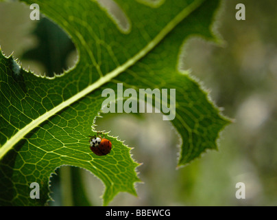 Close-up d'une coccinelle sur une feuille. Banque D'Images