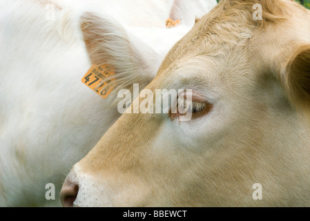 Vache atteinte de l'oreille, close-up Banque D'Images