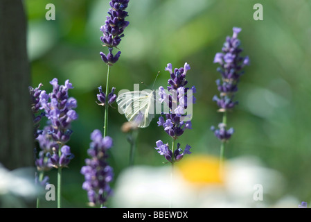 Petit papillon sur des fleurs de lavande Banque D'Images