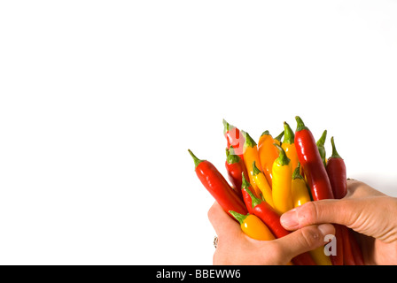 Mains tenant un bouquet de piments sur un fond blanc Banque D'Images