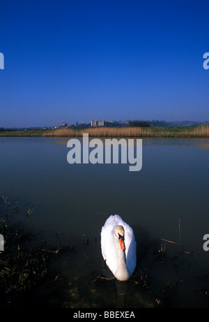 Arundel Castle vue pittoresque de la rivière Arun et un cygne blanc à l'avant-plan. West Sussex. Au sud de l'Angleterre. UK Banque D'Images