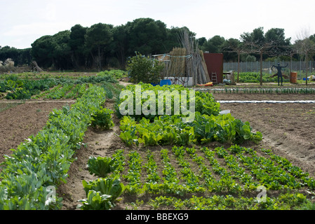 Les légumes feuilles poussant dans jardin Banque D'Images