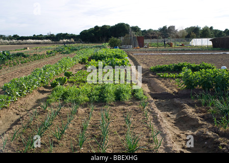 Jardin de légumes Banque D'Images