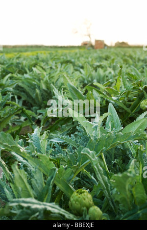 Plantes artichaut growing in field Banque D'Images