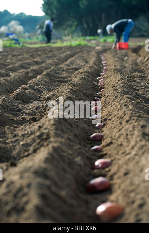 Paysans cultivant les pommes de terre en champ labouré Banque D'Images