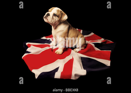 Trois mois chiot Bouledogue anglais assis sur un Union Jack photographié sur un fond noir. Banque D'Images